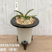 現品お届け】豊明園 万年青 オモト 大八州 陶器鉢（O14）｜観葉10-TU