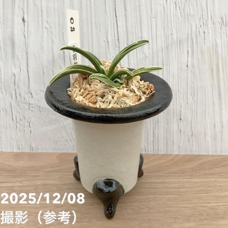 万年青　おもと　豊授楽　黄覆輪斑　4号陶器鉢つき　し 現品お届け】豊明園 万年青 オモト 音羽錦 陶器鉢（O20）｜観葉10-TU