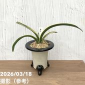 現品お届け】豊明園 万年青 オモト 大八州 陶器鉢（O14）｜観葉10-TU