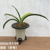 現品お届け】豊明園 万年青 オモト 千代田の松 陶器鉢（O33）｜観葉10