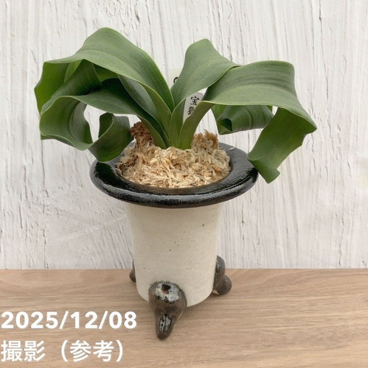 現品お届け】豊明園 万年青 オモト 宝獅子 陶器鉢（O23）｜観葉10-TU