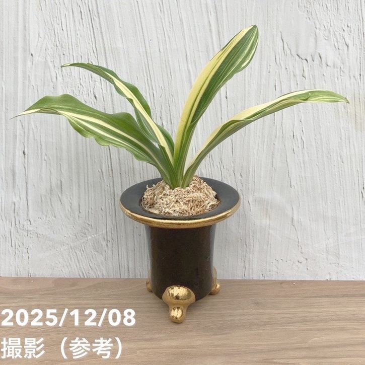 オモト 出世実生