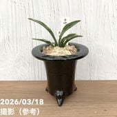 現品お届け】豊明園 万年青 オモト 特羅紗 陶器鉢（O13）｜観葉10-TU