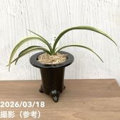 現品お届け】豊明園 万年青 オモト 嶺雲 陶器鉢（O18）｜観葉10-TU
