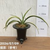 花芽2個＞キンリョウヘン 4号｜ミツバチ蘭｜洋蘭10-TU | 草花,蘭