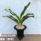 現品お届け】豊明園 万年青 オモト 海龍獅子実生（かいりゅうじし） 龍