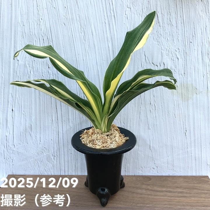 現品お届け】豊明園 万年青 オモト 出世実生 陶器鉢（O29）｜観葉10-TU