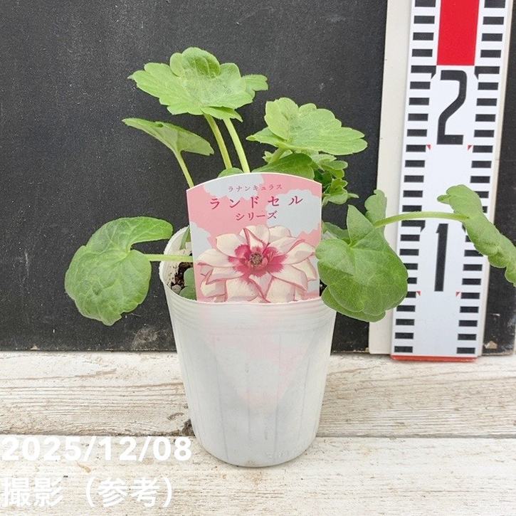 ラナンキュラス　ランドセルシリーズ　サラセレネ　ロクサス 予約販売 ラナンキュラス ランドセル 苗 サラセレネ ロクサス 10.5cm