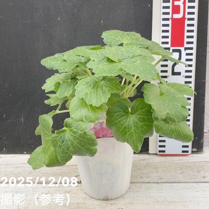 ラナンキュラス ランドセルシリーズ 3.5号 サラセレネ ジャシンタ｜草花04-PA