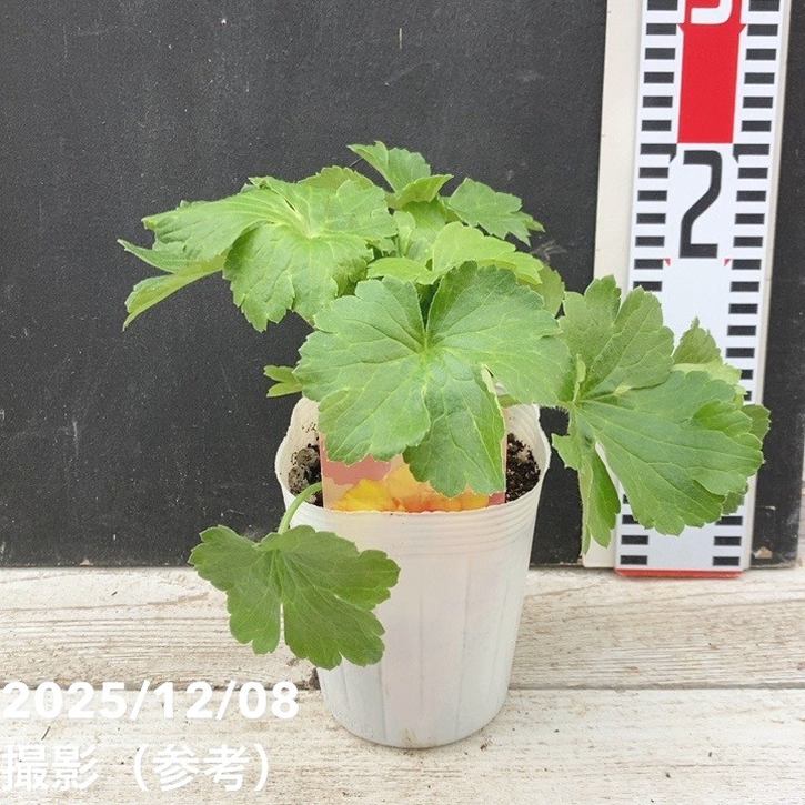 ラナンキュラス ランドセルシリーズ 3.5号 サラセレネ ラゴス｜草花04-PA