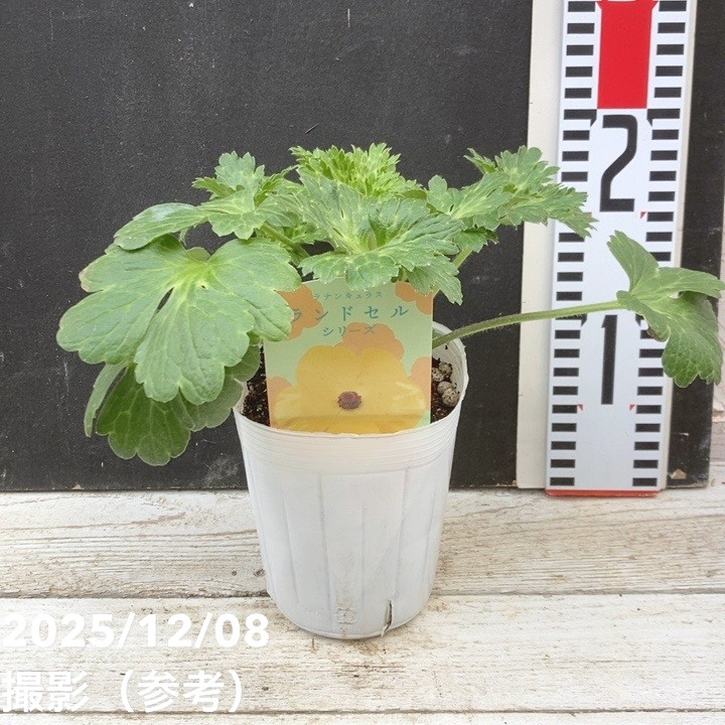 ラナンキュラス ランドセルシリーズ 3.5号 サラセレネ アマルティア