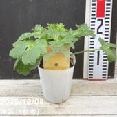 アガベ 3.5号 オバティフォリア フロスティブルー ovatifol. Frosty