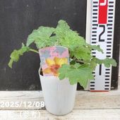 ラナンキュラス ランドセルシリーズ 3.5号 サラセレネ ロクサス｜草花