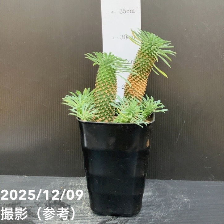 パイナップルコーン ソテツキリン