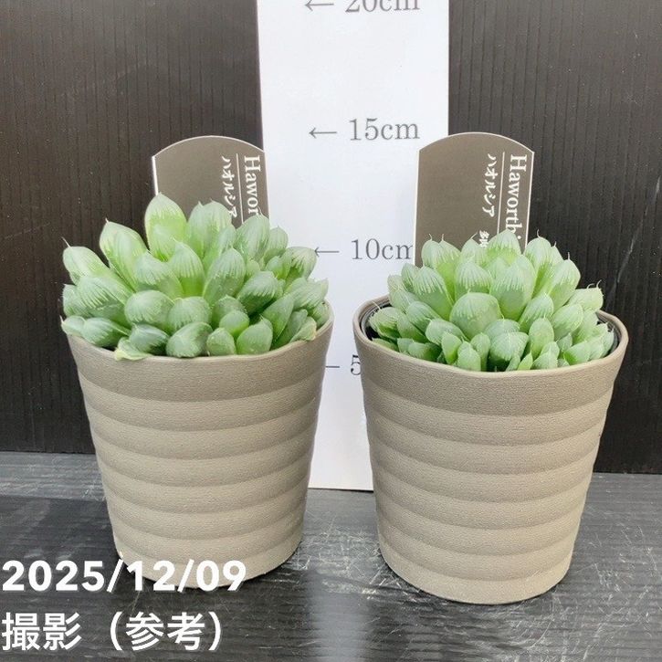 ハオルチア オブツーサ