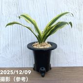 現品お届け】豊明園 万年青 オモト 大八州 陶器鉢（O14）｜観葉10-TU