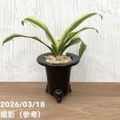 現品お届け】豊明園 万年青 オモト 大八州 陶器鉢（O14）｜観葉10-TU