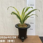 現品お届け】豊明園 万年青 オモト 千代田の松 陶器鉢（O33）｜観葉10