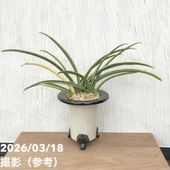 現品お届け】豊明園 万年青 オモト 千代田の松 陶器鉢（O33）｜観葉10