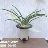 万年青「大八州」 現品お届け】豊明園 万年青 オモト 大八州 陶器鉢（O14）｜観葉10-TU