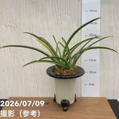 現品お届け】豊明園 万年青 オモト 千代田の松 陶器鉢（O33）｜観葉10