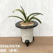 現品お届け】豊明園 万年青 オモト 嶺雲 陶器鉢（O18）｜観葉10-TU