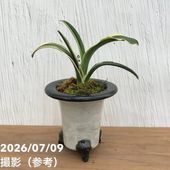 万年青鉢 陶器 現品お届け】豊明園 万年青 オモト 日月星 江戸 陶器鉢（O11）｜観葉10