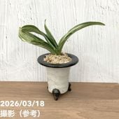現品お届け】豊明園 万年青 オモト 聖華殿 陶器鉢（O22）｜観葉10-TU