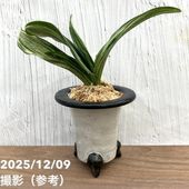 現品お届け】フィロデンドロン フロリダビューティー 3.5号ロング