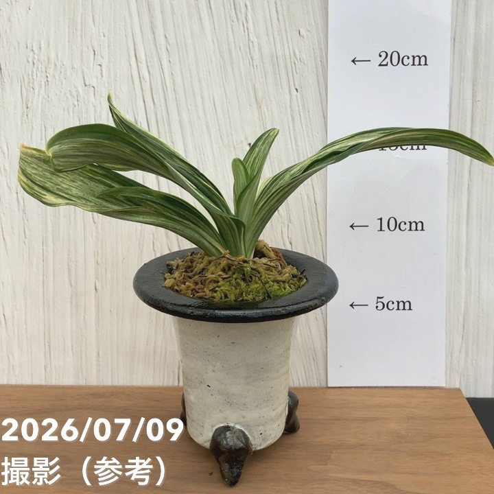 決算P5倍！10%OFF！8/2まで】【現品お届け】豊明園 万年青 オモト