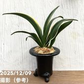 現品お届け】豊明園 万年青 オモト 大八州 陶器鉢（O14）｜観葉10-TU