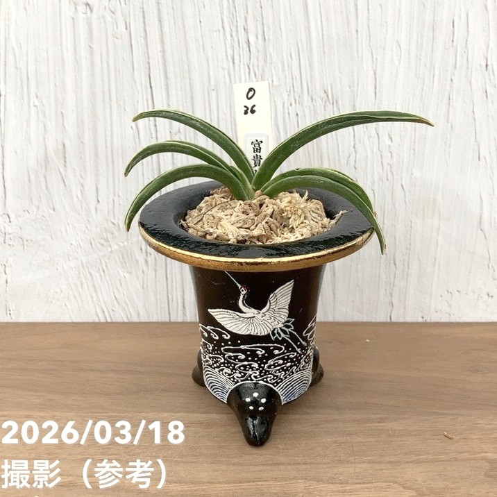 万年青 おもと 力和（りきわ）2才苗 美 優良株 黒楽鉢植え 【公式通販】