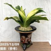 現品お届け】パキラ ムーンライト 8号（2）｜SG（代引き不可）｜観葉10