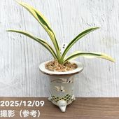 万年青　オモト　海龍獅子　実生 現品お届け】豊明園 万年青 オモト 海龍獅子実生（かいりゅうじし） 龍