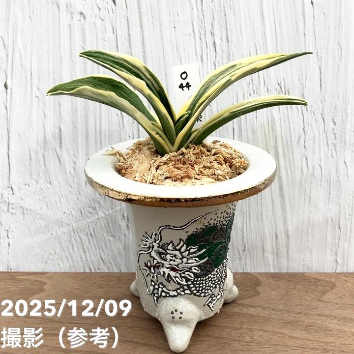 蘭鉢　万年青鉢　布施鉢　万年青　多肉植物　観葉植物 蘭鉢 富貴蘭 京楽焼 錦鉢 万年青 オモト 洋ラン 古典園芸 山野草 多肉