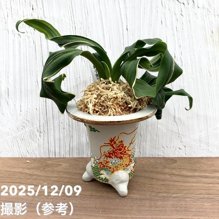 万年青　オモト　海龍獅子　実生 現品お届け】豊明園 万年青 オモト 海龍獅子実生（かいりゅうじし） 龍