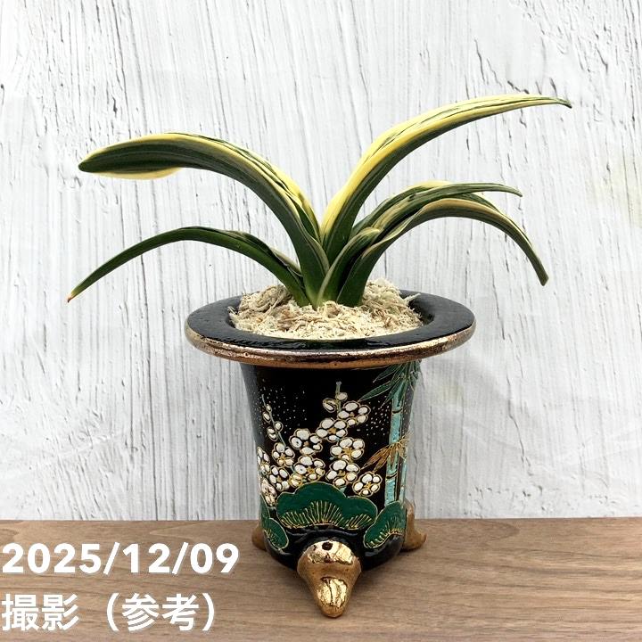 現品お届け】豊明園 万年青 オモト 新生殿（しんせいでん） 松竹梅鉢