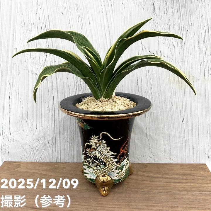 k*z様 万年青　「琴宝」　鉢植え　観葉植物　多肉 k*z様 万年青 「琴宝」 鉢植え 観葉植物 多肉 観葉植物 万年青 オモト