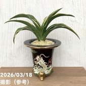 現品お届け】豊明園 万年青 オモト 海龍獅子実生（かいりゅうじし） 龍