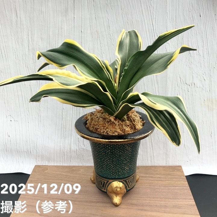 現品お届け】豊明園 万年青 オモト 麒麟冠（きりんかん） 七々子鉢