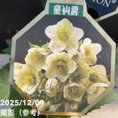 一点物】加藤農園 クリスマスローズ モーリー 4.5号（KT6）｜山野04-PA