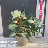 クリスマスローズ 原種 フェチダス 4号ポット｜山野04-PA | 草花