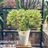 ☆シンビジューム☆マリー・ローランサン☆ストレート型☆8号鉢☆3F☆入手困難☆ シンビジューム 8号 陶器鉢 4本立 マリーローランサン｜s200｜洋蘭04