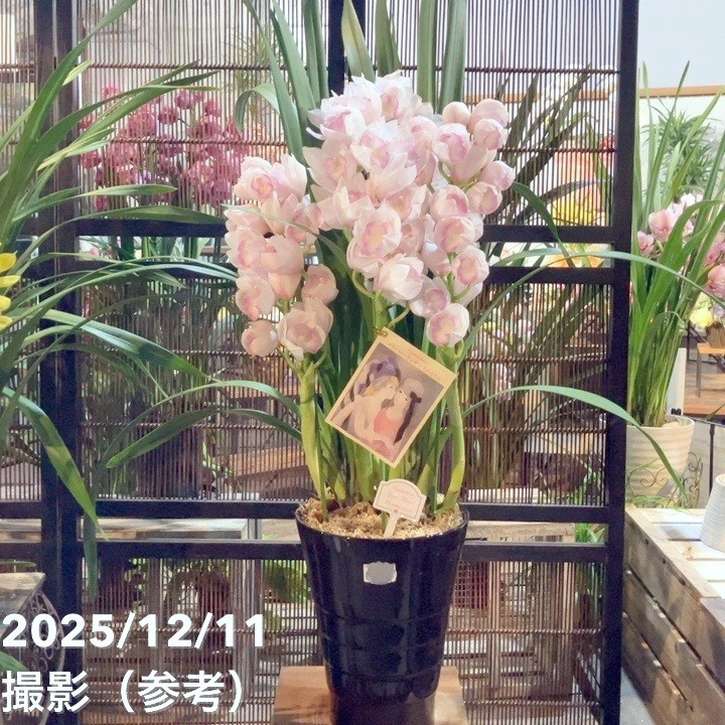 ギフト,胡蝶蘭・洋ラン,シンビジュームの購入なら赤塚植物園オンライン