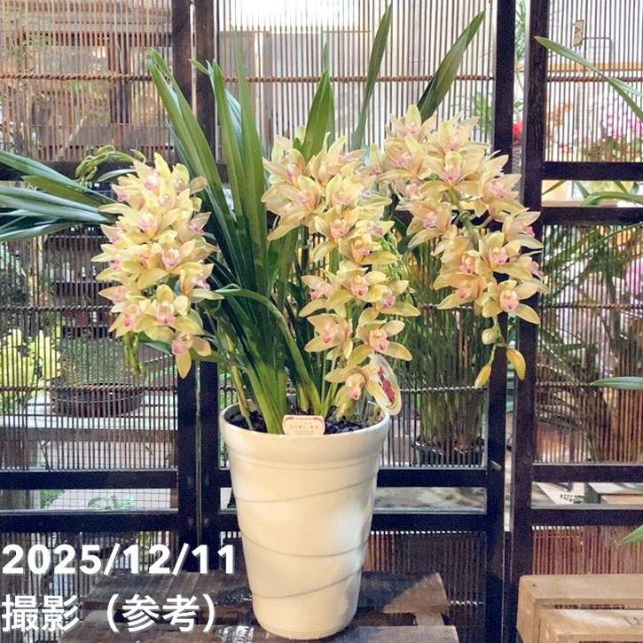 シンビジューム アーチ 7号陶器鉢 3本立 ジョーンテーラー ミリオン