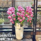 シンビジューム 8号 陶器鉢 4本立 マリーローランサン｜s200｜洋蘭04