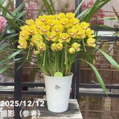 ☆シンビジューム☆☆アーチ型7号鉢☆2 〜5F☆ シンビジューム アーチ 7号陶器鉢 4本立 ハナウタゲ｜s200｜洋蘭04-PA