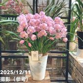 シンビジューム 8号 陶器鉢 4本立 マリーローランサン｜s200｜洋蘭04