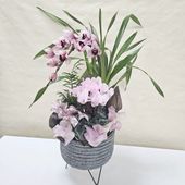 北海道お届け限定！大輪系 コチョウラン白 30輪タイプ ※送料込｜洋蘭10