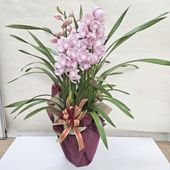 シンビジューム ピンク系 6号 4本立｜洋蘭04-PA | ギフト,胡蝶蘭・洋